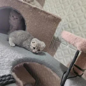 вислоухий котята. шиншиллы