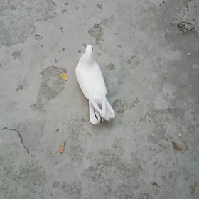 kepderı