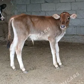 öķüzçeler