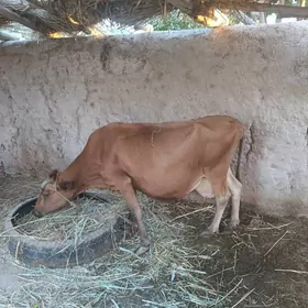 Tanali gacar