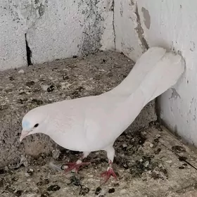 kepderi