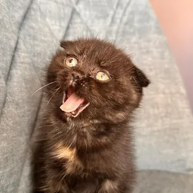 вислоухие котята