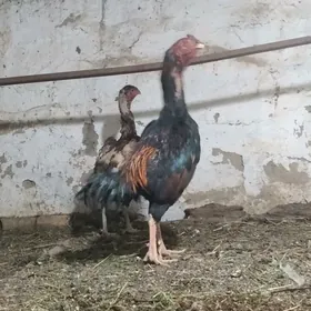 horaz towuk taśkent