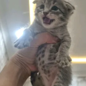 Кошечка
