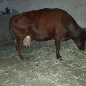 tanaly sygyr