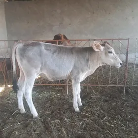 gulajyn