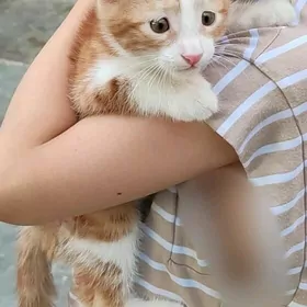 Pişijek saryja, Кошка
