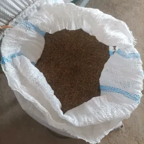Yorunja tohum