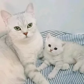 Серебристые шиншиллы