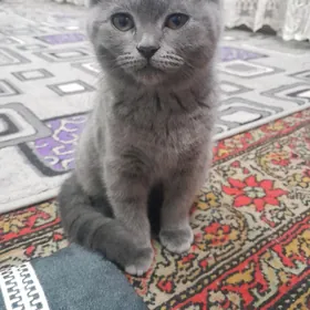 pisikller