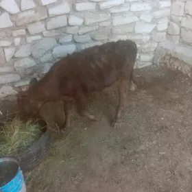 Tanaly