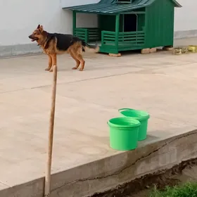AwcarkaAwcarka.