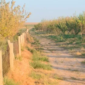 bagbancylyk