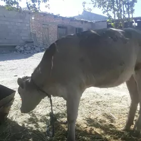 tuwe gole