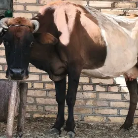 goleli sygyr