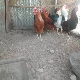 Horaz