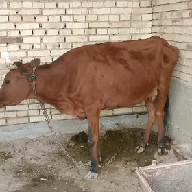 Gysyr Sygyr