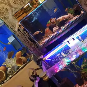 Аквариумы и рыбы