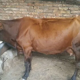 sygyr
