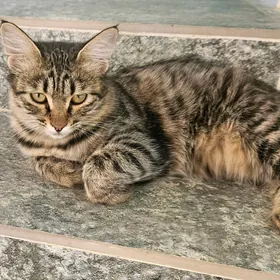 Кошечка