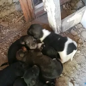 щенки