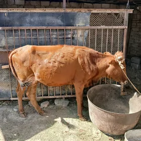 Gysyr sygyr