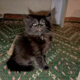 кошка