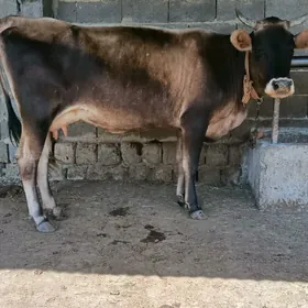 gysyr sygyr