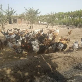 Horazlar 6 aylyk