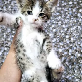 Отдам котят в надежные руки