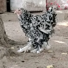 Brama
