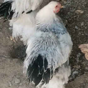 Brama