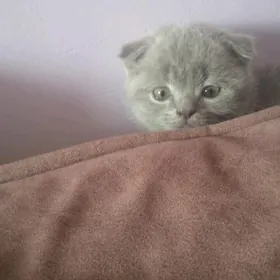 котята