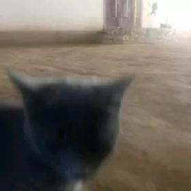 PİŞİK