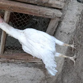 Özbek towuk