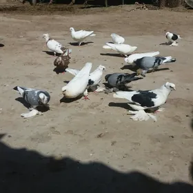 Kepderi