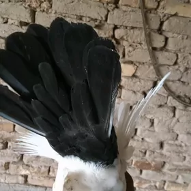Kepderi