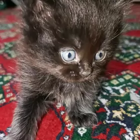 весло ушки котёнка