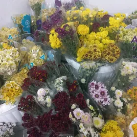 gül,hrizontem,цветы,хризантемы