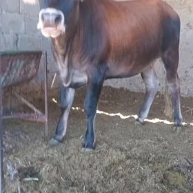 öküz tüwe