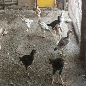 baysow jůje