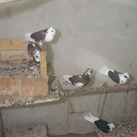 kepderi