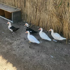 indautka