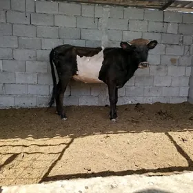 Tüwe