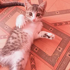 pişik