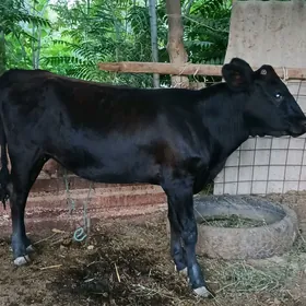 angus