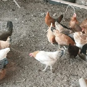 Towuklar