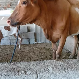 goleli sygyr