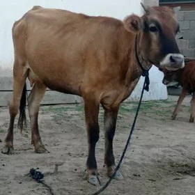 göleli sygyr