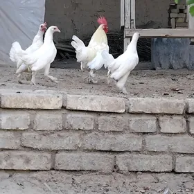 yaponcik